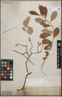 Foto von Salix cinerea L.